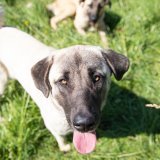 Le Valais a développé son propre programme pour tester et légitimer des chiens pour la protection des troupeaux contre les loups.